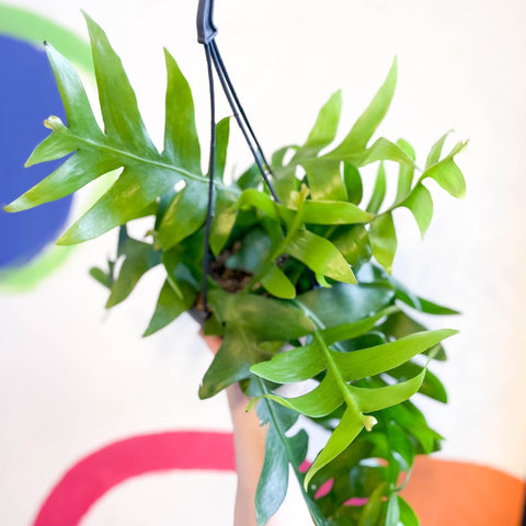 Fernleaf Cactus - Epiphyllum chrysocardium - Sprouts of Bristol