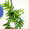 Fernleaf Cactus - Epiphyllum chrysocardium - Sprouts of Bristol