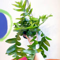 Fernleaf Cactus - Epiphyllum chrysocardium - Sprouts of Bristol
