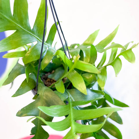 Fernleaf Cactus - Epiphyllum chrysocardium - Sprouts of Bristol