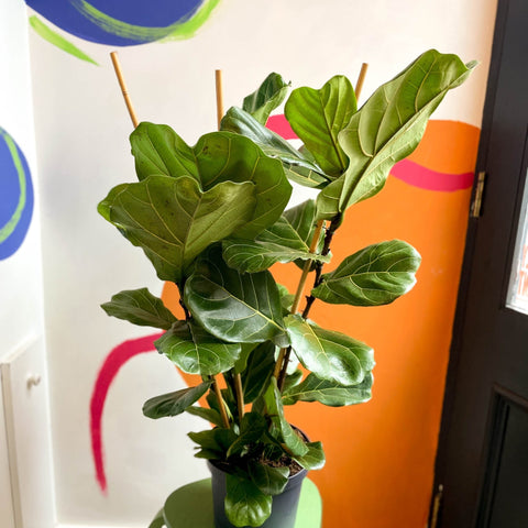 Fiddle-Leaf Fig - Ficus lyrata - British Grown - Sprouts of Bristol