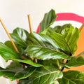 Fiddle-Leaf Fig - Ficus lyrata - British Grown - Sprouts of Bristol