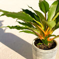 Fire Flash - Chlorophytum orchidastrum - Sprouts of Bristol
