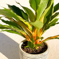 Fire Flash - Chlorophytum orchidastrum - Sprouts of Bristol