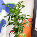 Fish Tail Palm - Caryota mitis - Sprouts of Bristol