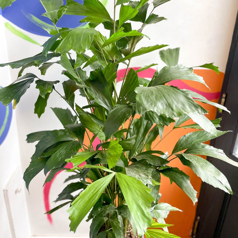 Fish Tail Palm - Caryota mitis - Sprouts of Bristol