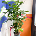 Fish Tail Palm - Caryota mitis - Sprouts of Bristol