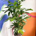 Fish Tail Palm - Caryota mitis - Sprouts of Bristol