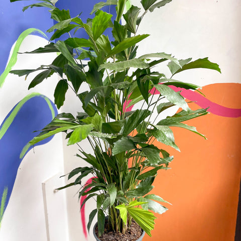 Fish Tail Palm - Caryota mitis - Sprouts of Bristol
