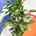 Fish Tail Palm - Caryota mitis - Sprouts of Bristol