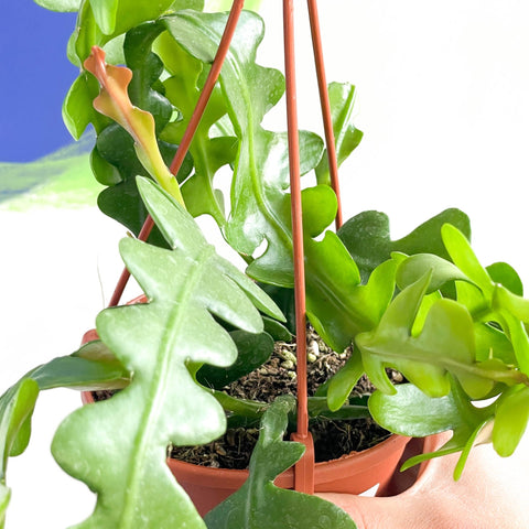 Fishbone Cactus - Epiphyllum anguliger - Sprouts of Bristol