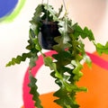 Fishbone Cactus - Epiphyllum anguliger - Sprouts of Bristol