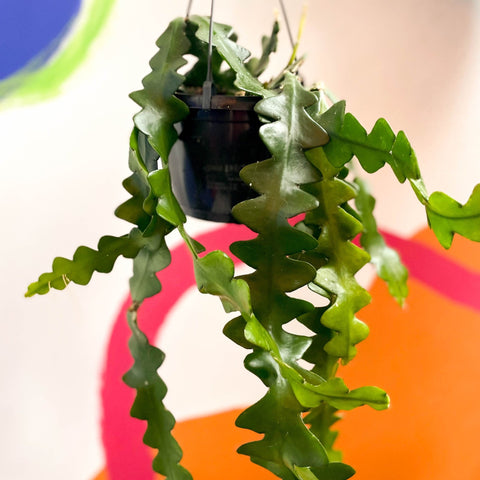 Fishbone Cactus - Epiphyllum anguliger - Sprouts of Bristol
