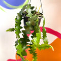 Fishbone Cactus - Epiphyllum anguliger - Sprouts of Bristol