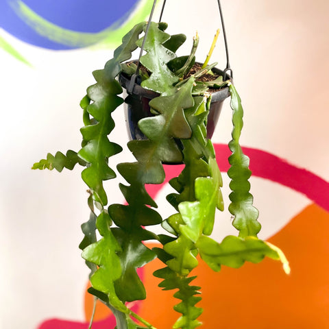 Fishbone Cactus - Epiphyllum anguliger - Sprouts of Bristol