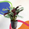 Fishbone Prayer Plant - Ctenanthe burle-marxii - Sprouts of Bristol