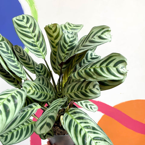 Fishbone Prayer Plant - Ctenanthe burle-marxii - Sprouts of Bristol