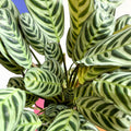 Fishbone Prayer Plant - Ctenanthe burle-marxii - Sprouts of Bristol
