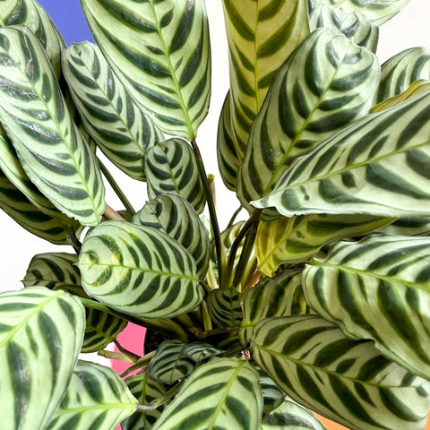 Fishbone Prayer Plant - Ctenanthe burle-marxii - Sprouts of Bristol