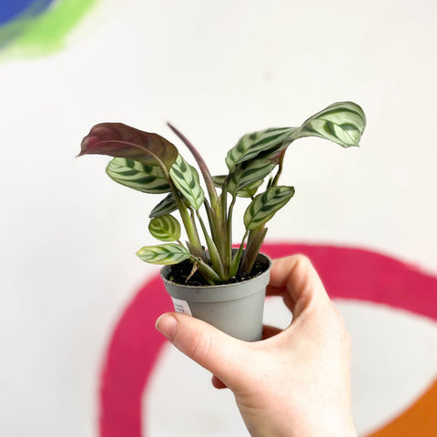 Fishbone Prayer Plant - Maranta leuoneura 'Amabilis' - Sprouts of Bristol