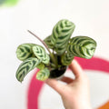 Fishbone Prayer Plant - Maranta leuoneura 'Amabilis' - Sprouts of Bristol
