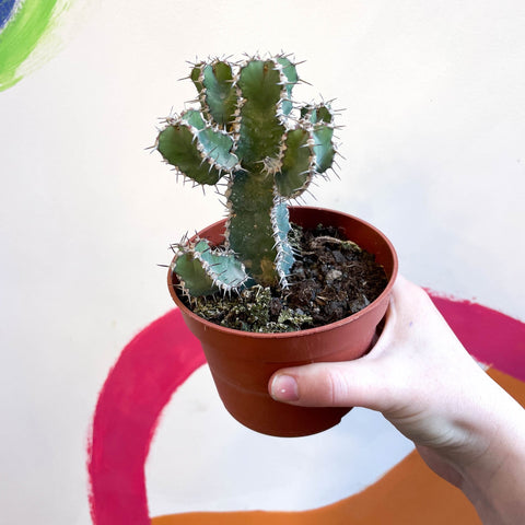 Fishbone Thistle Cactus - Euphorbia polyacantha - Sprouts of Bristol