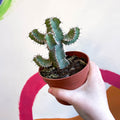 Fishbone Thistle Cactus - Euphorbia polyacantha - Sprouts of Bristol