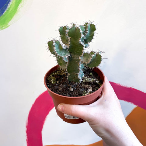 Fishbone Thistle Cactus - Euphorbia polyacantha - Sprouts of Bristol
