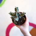 Fishbone Thistle Cactus - Euphorbia polyacantha - Sprouts of Bristol
