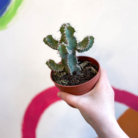 Fishbone Thistle Cactus - Euphorbia polyacantha - Sprouts of Bristol