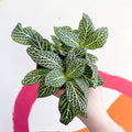 Fittonia argyroneura ‘Marble Green’ - Sprouts of Bristol