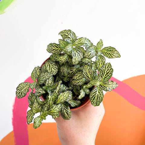 Fittonia argyroneura ‘Mosaic’ - Sprouts of Bristol