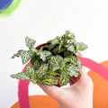 Fittonia argyroneura ‘Mosaic’ - Sprouts of Bristol