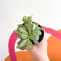 Fittonia argyroneura ‘Mosaic Whisper’ - Sprouts of Bristol