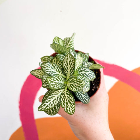 Fittonia argyroneura ‘Mosaic Whisper’ - Sprouts of Bristol