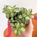 Fittonia argyroneura ‘Mosaic White Tiger’ - Sprouts of Bristol