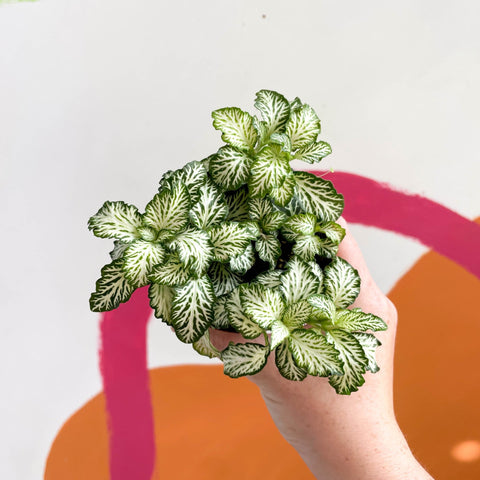 Fittonia argyroneura ‘Mosaic White Tiger’ - Sprouts of Bristol