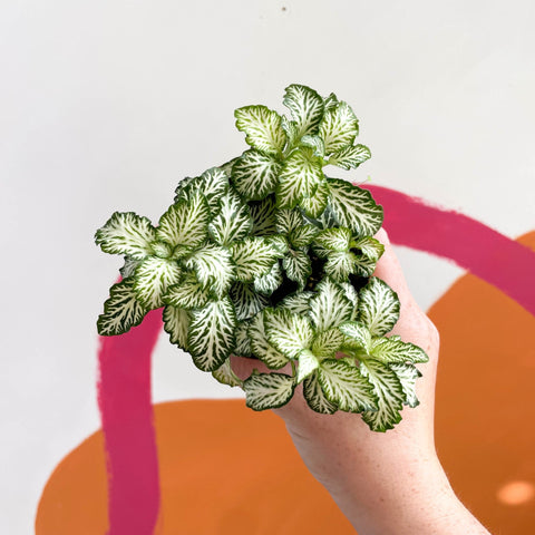 Fittonia argyroneura ‘Mosaic White Tiger’ - Sprouts of Bristol