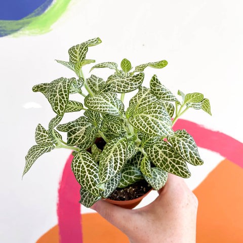Fittonia argyroneura 'Snow Angel - Sprouts of Bristol