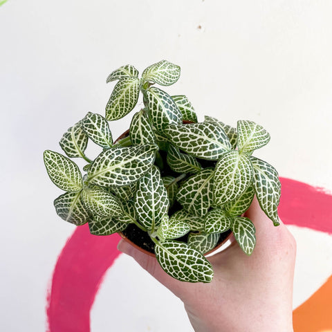 Fittonia argyroneura ‘Springtime’ - Sprouts of Bristol
