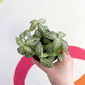 Fittonia argyroneura ‘Springtime’ - Sprouts of Bristol