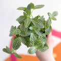 Fittonia argyroneura ‘White Brocade’ - Sprouts of Bristol