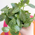 Fittonia argyroneura ‘White Brocade’ - Sprouts of Bristol