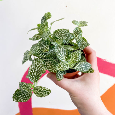 Fittonia argyroneura ‘White Brocade’ - Sprouts of Bristol