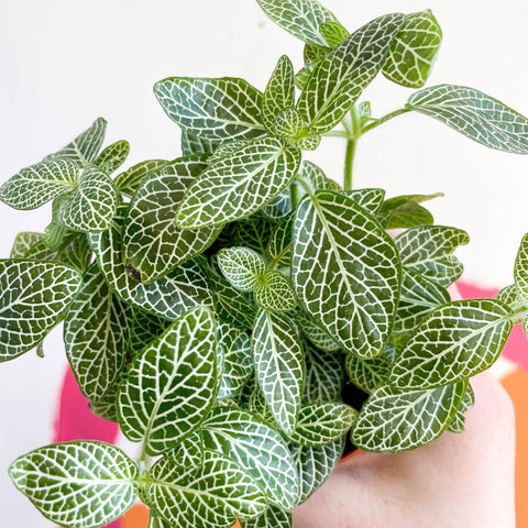 Fittonia argyroneura ‘White Brocade’ - Sprouts of Bristol