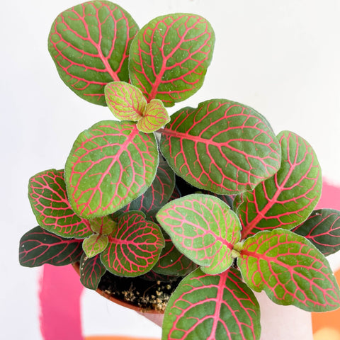 Fittonia verschaffeltii 'Black Star' - Sprouts of Bristol