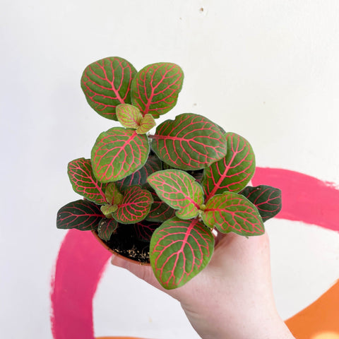 Fittonia verschaffeltii 'Black Star' - Sprouts of Bristol
