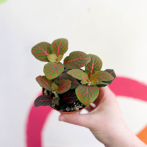 Fittonia verschaffeltii 'Black Star' - Sprouts of Bristol