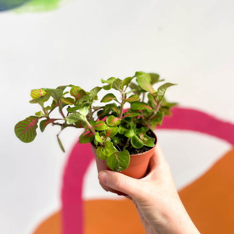 Fittonia verschaffeltii 'Bubble Green' - Sprouts of Bristol
