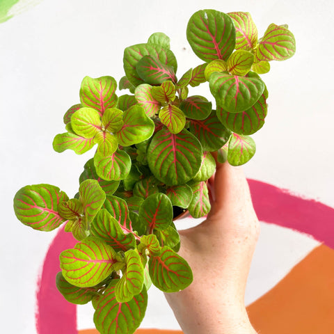 Fittonia verschaffeltii 'Bubble Green' - Sprouts of Bristol